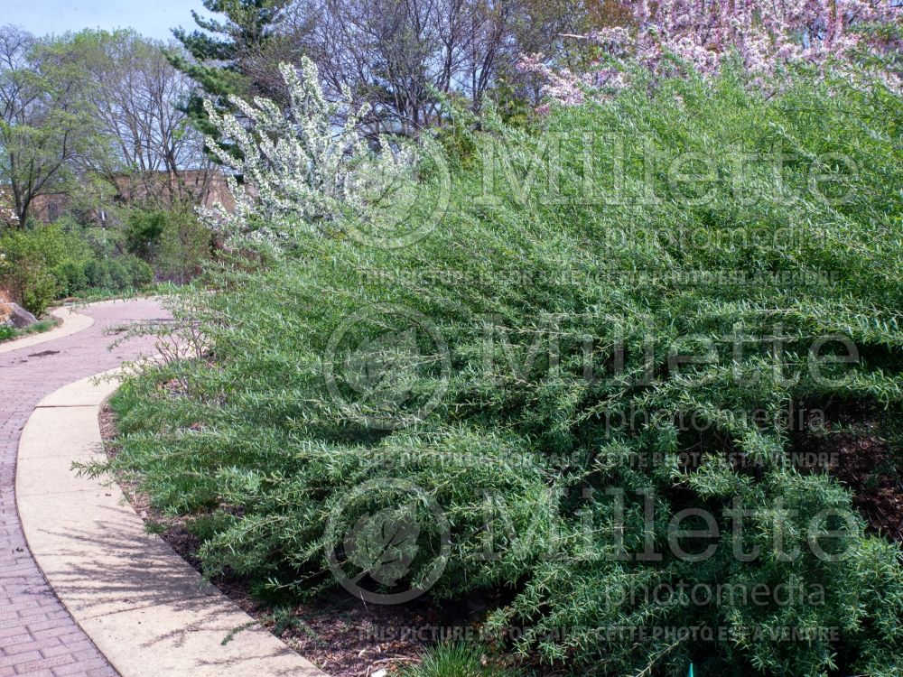 Salix Canyon Blue (Purple Osier Willow) 1