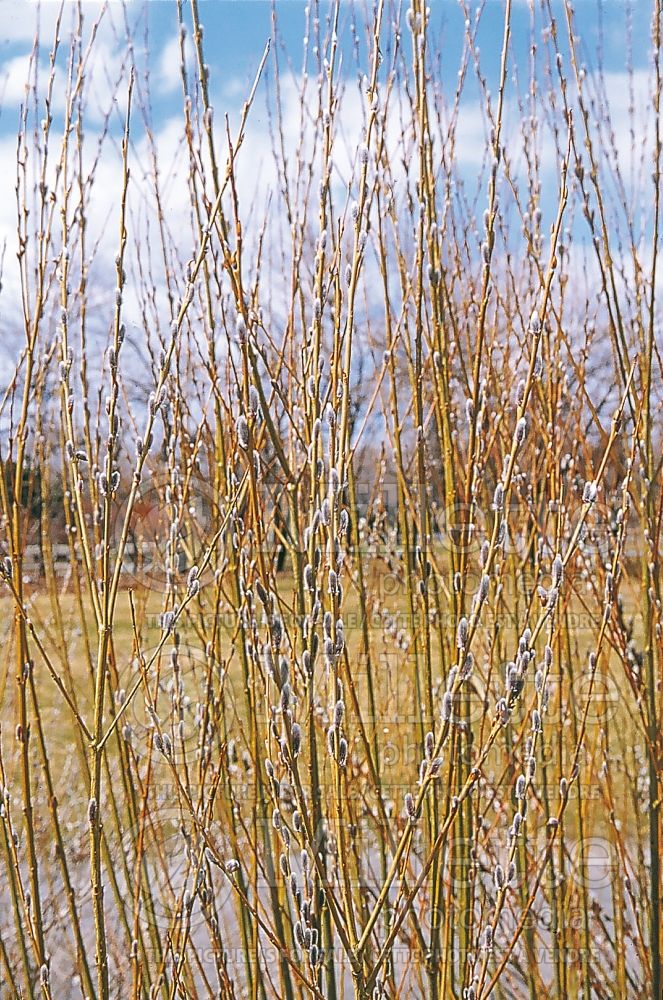 Salix Rubykins (Korean willow) 1 