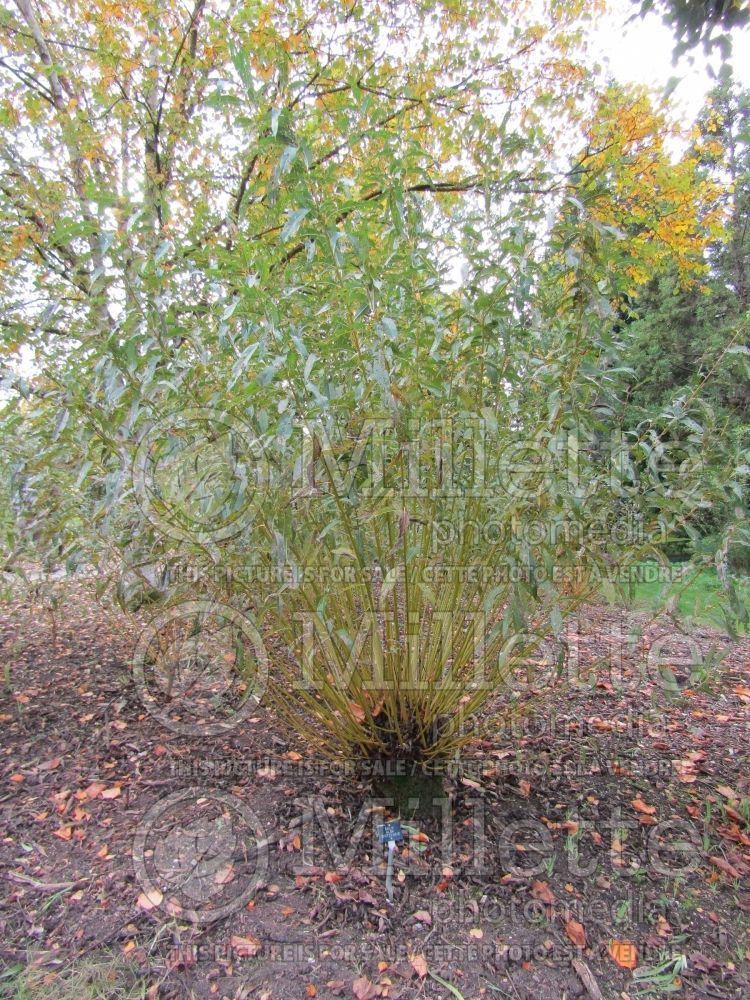 Salix Britzensis (Willow) 2 