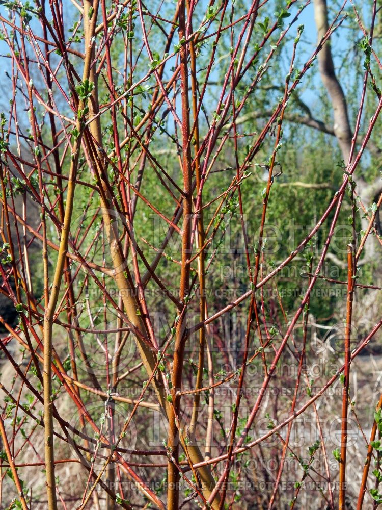 Salix Britzensis (Willow) 1 