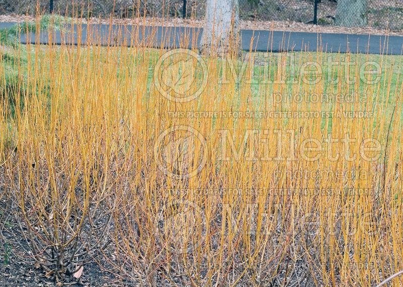 Salix Flame (Siberian White or Silver Leaved Willow)  1