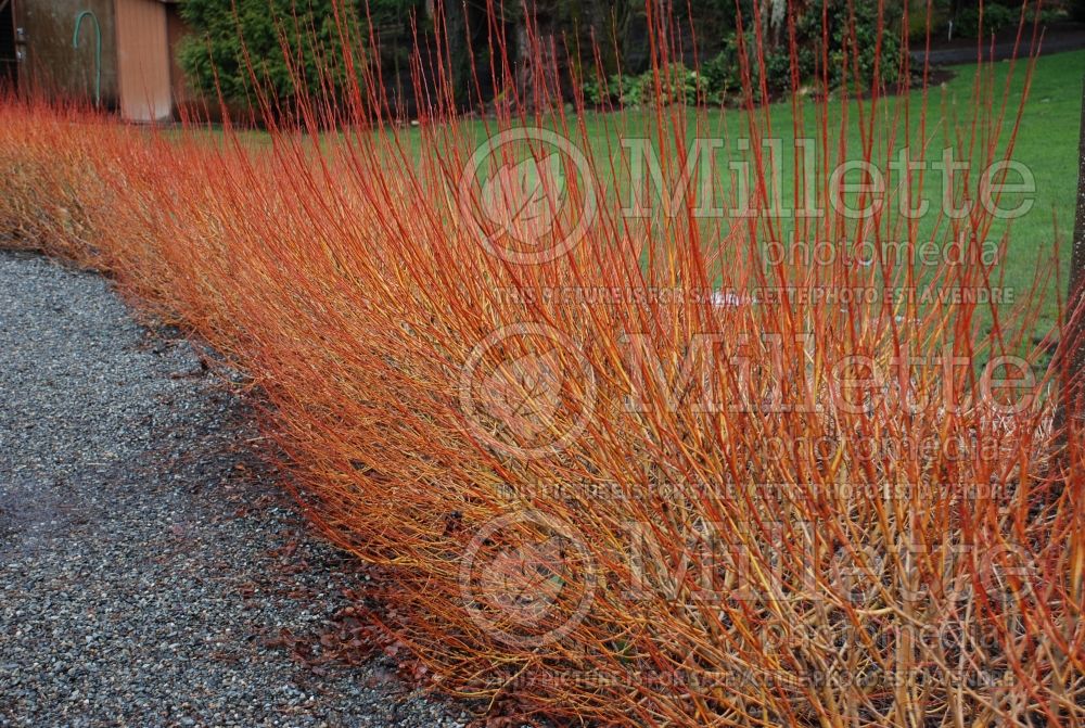 Salix Flame (Siberian White or Silver Leaved Willow) 4