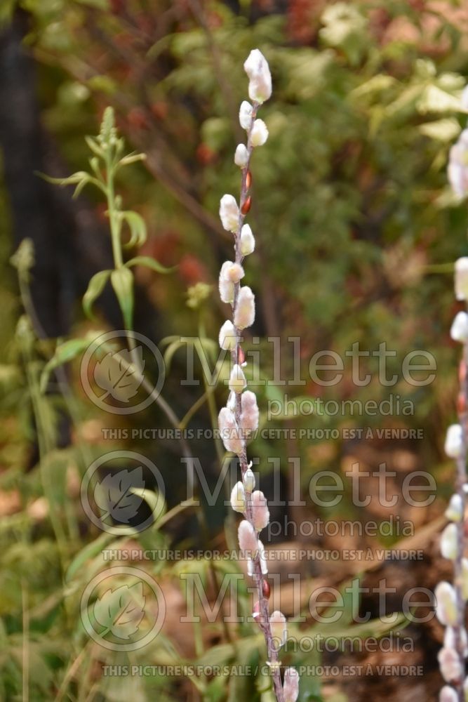 Salix Flame (Siberian White or Silver Leaved Willow) 3