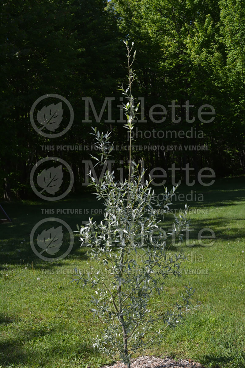 Salix Sericea (Siberian White or Silver Leaved Willow) 1 