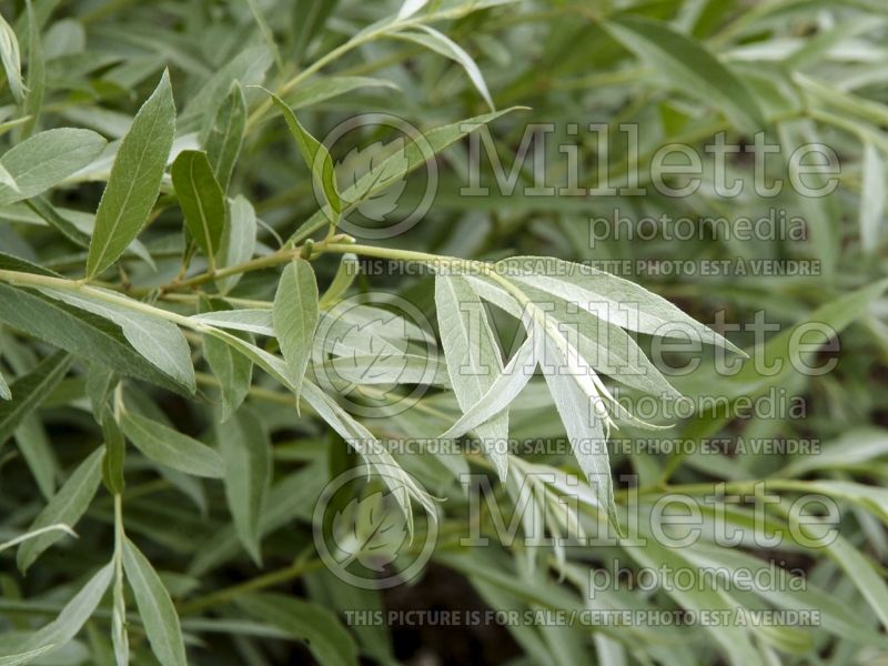 Salix Sibirica  (Siberian White or Silver Leaved Willow) 5 