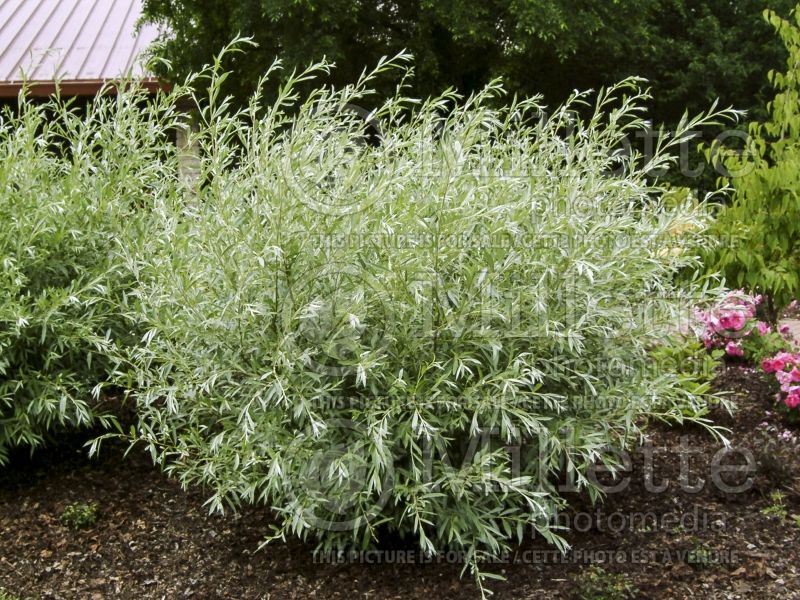 Salix Sibirica  (Siberian White or Silver Leaved Willow) 3 