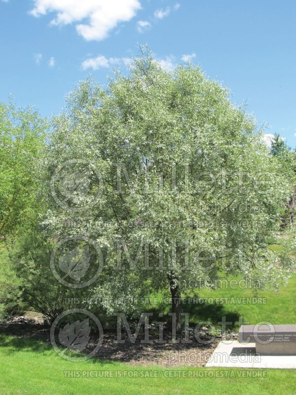 Salix Sibirica  (Siberian White or Silver Leaved Willow) 2 