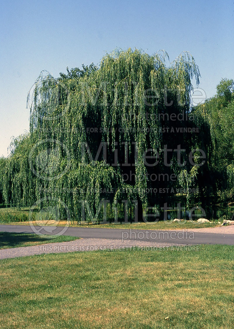 Salix Tristis (Willow) 4 