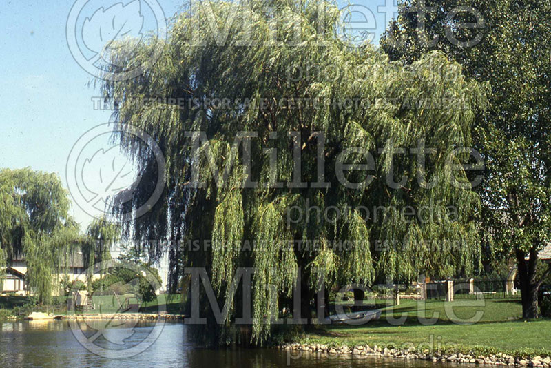 Salix Tristis (Willow) 1 