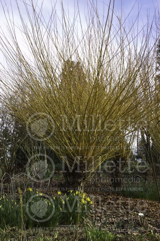 Salix Vitellina (Willow) 1 