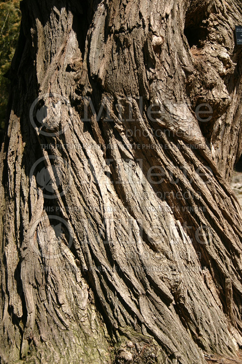 Salix babylonica - bark (Weeping willow) 1 