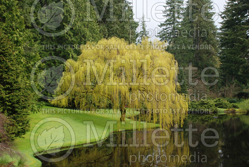 Salix babylonica (Weeping willow) 2 