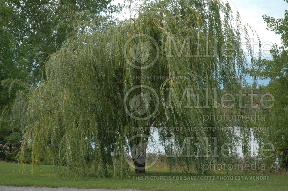Salix babylonica (Weeping willow) 7 