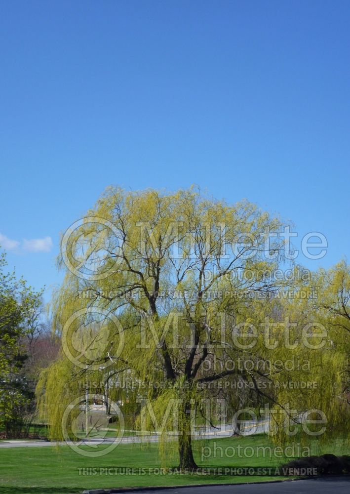 Salix babylonica (Weeping willow) 8 