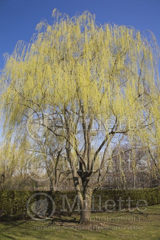 Salix babylonica - Weeping Willow tree in spring 3