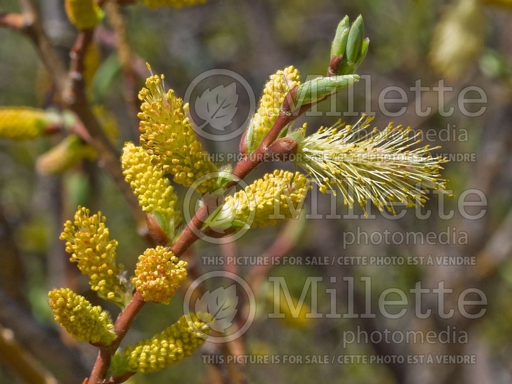 Salix bebbiana (Bebb willow - saule) 4 