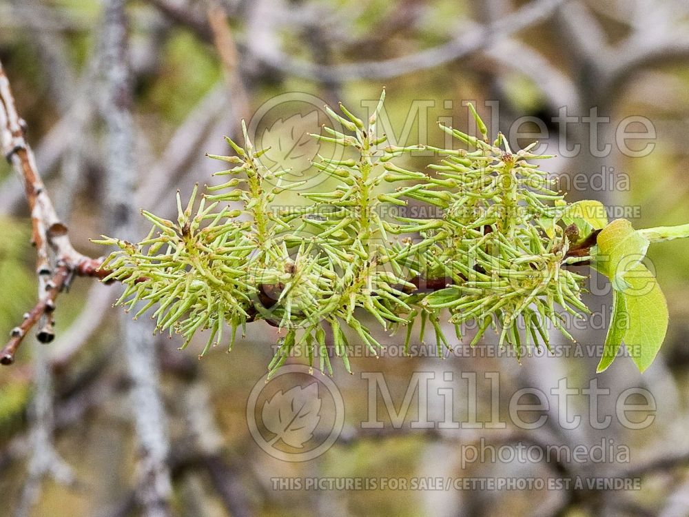 Salix bebbiana (Bebb willow - saule) 2 