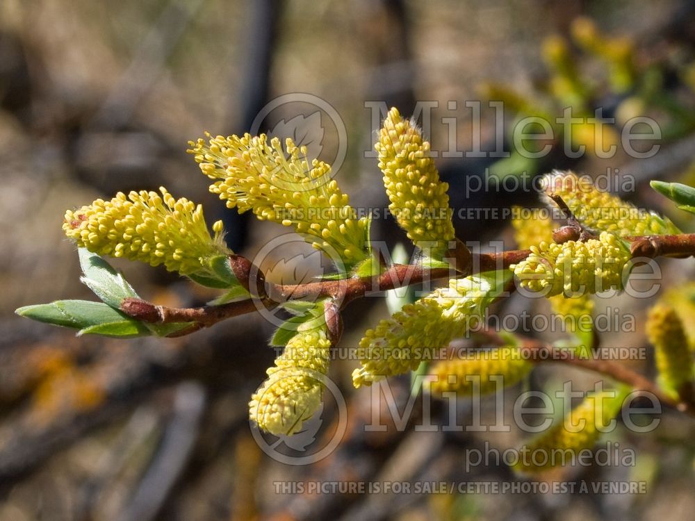 Salix bebbiana (Bebb willow - saule) 3 