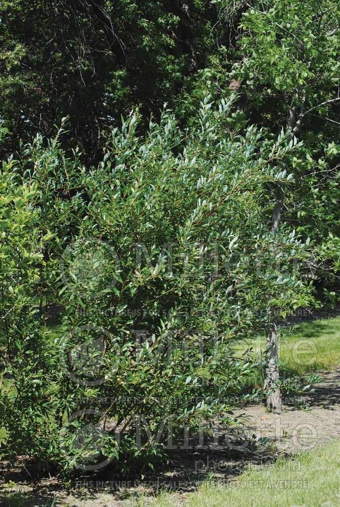 Salix bebbiana (Bebb willow - saule) 6 