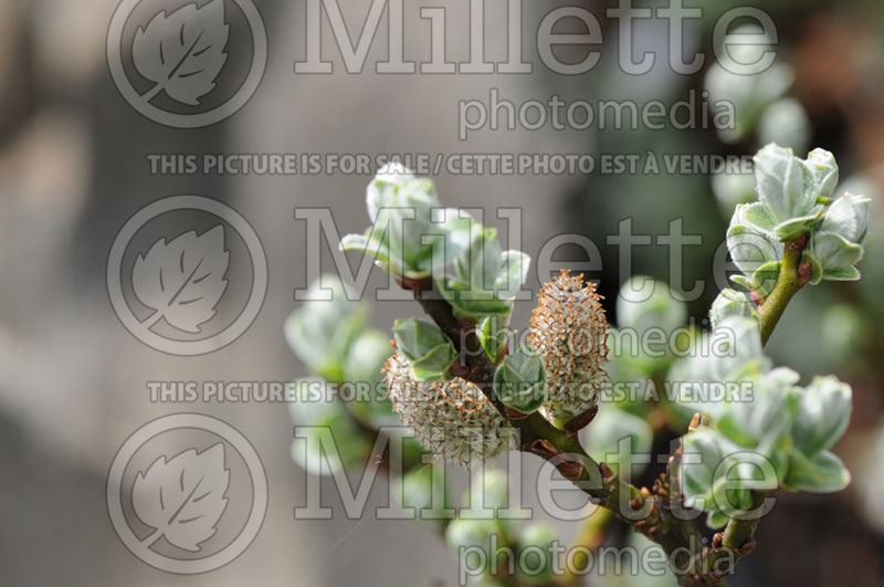 Salix boydii (Willow) 2