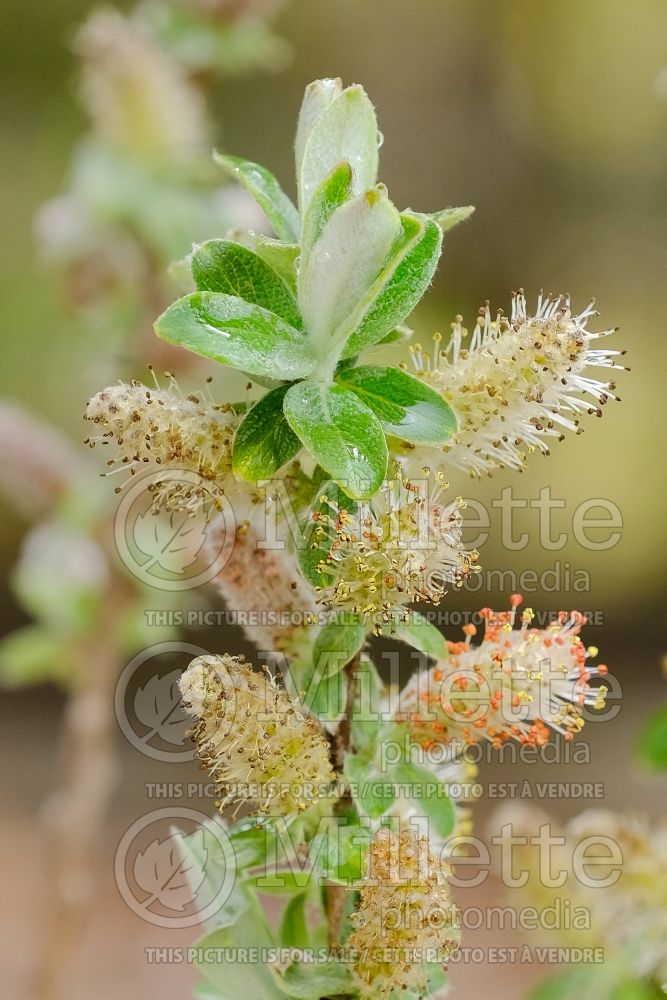 Salix Iceberg Alley (white willow) 2 