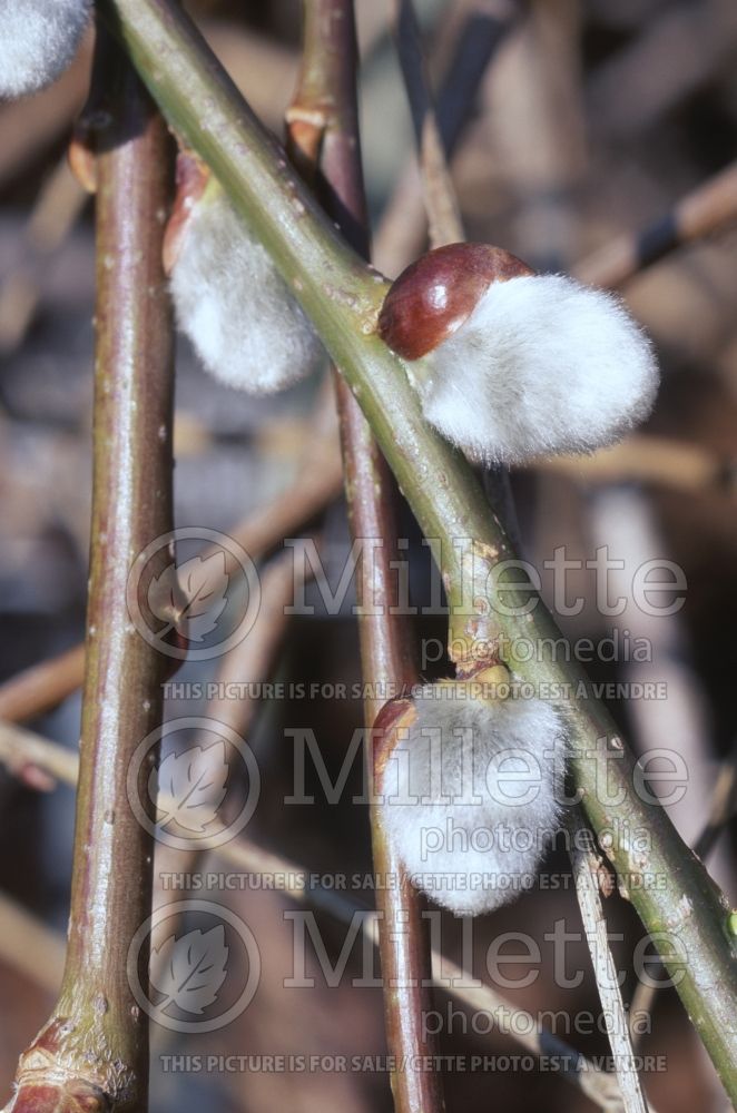 Salix Pendula or Kilmarnock (Siberian White or Silver Leaved Willow)  1