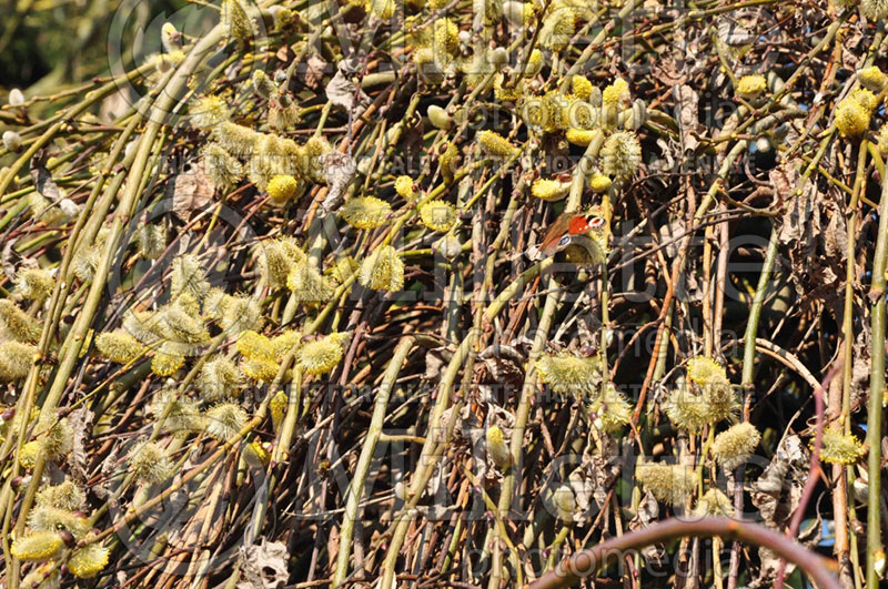 Salix Pendula or Kilmarnock (Willow)  2