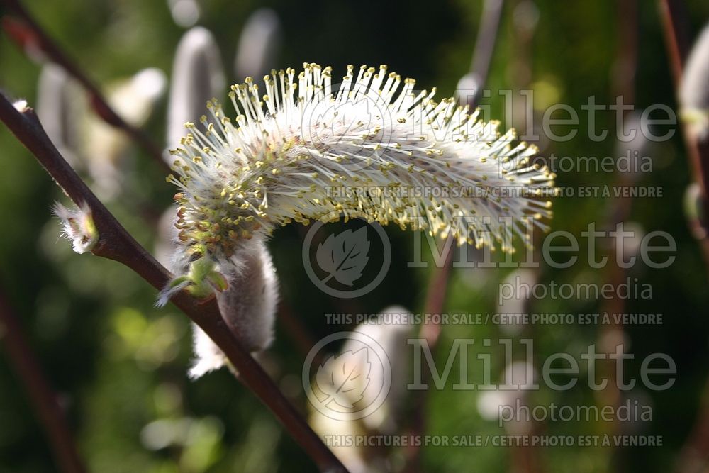 Salix discolor (Pussy Willow - saule) 6 