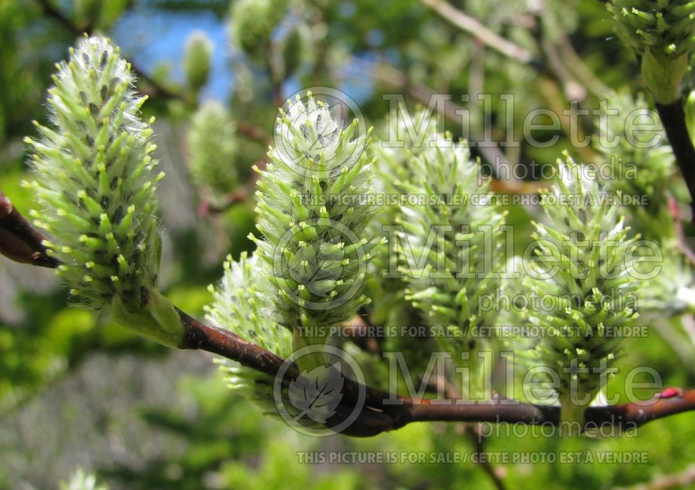 Salix discolor (Pussy Willow - saule) 2 