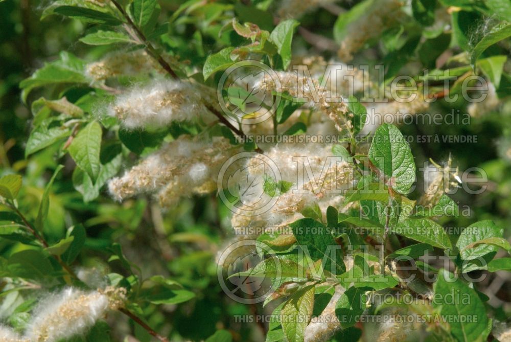 Salix discolor (Pussy Willow - saule) 7 