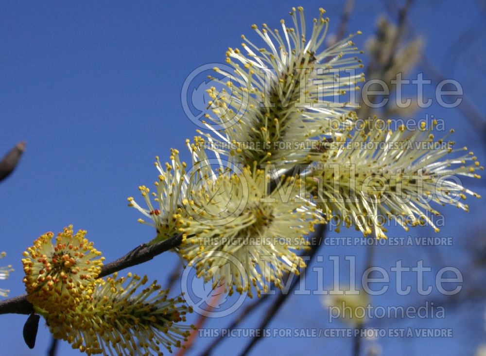 Salix discolor (Pussy Willow - saule) 5 