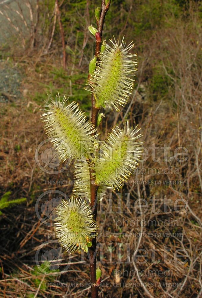Salix discolor (Pussy Willow - saule) 3 