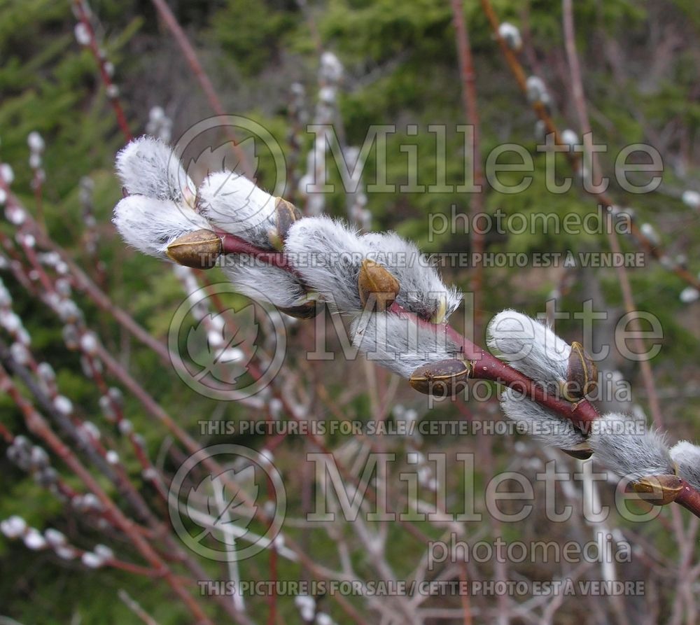 Salix discolor (Pussy Willow - saule) 4 