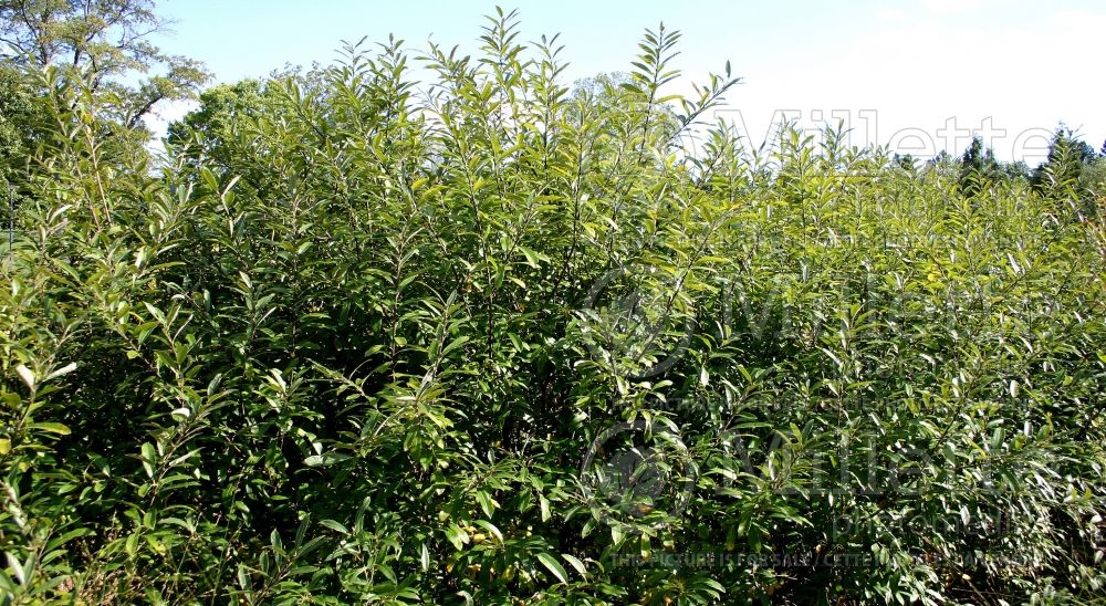 Salix humilis (Willow) 1 