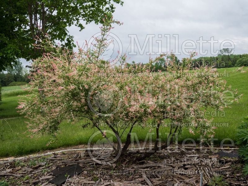 Salix Flamingo (Willow) 8 