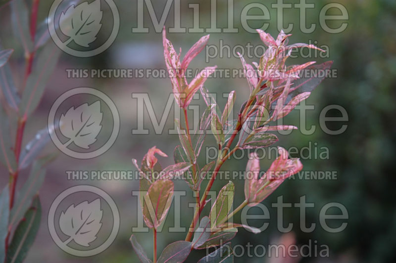 Salix Flamingo (Willow) 1 