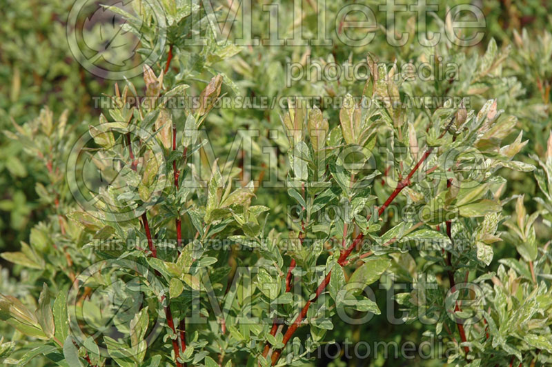 Salix Flamingo (Willow) 2 