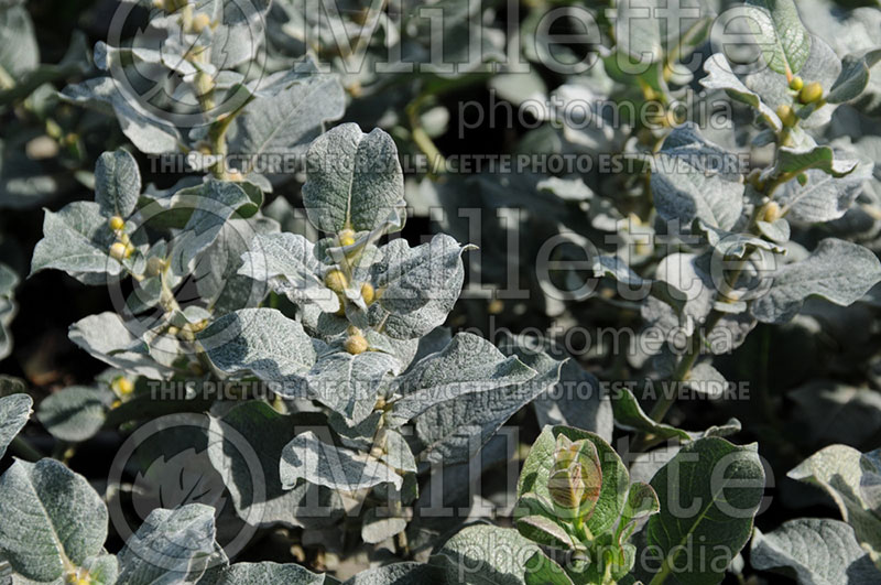 Salix lanata (Wolly Willow) 1 