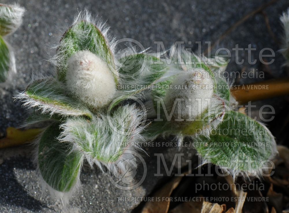 Salix nakamurana var. yezoalpina (Willow) 3 