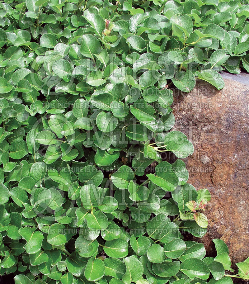 Salix nakamurana var. yezoalpina (Willow) 1 