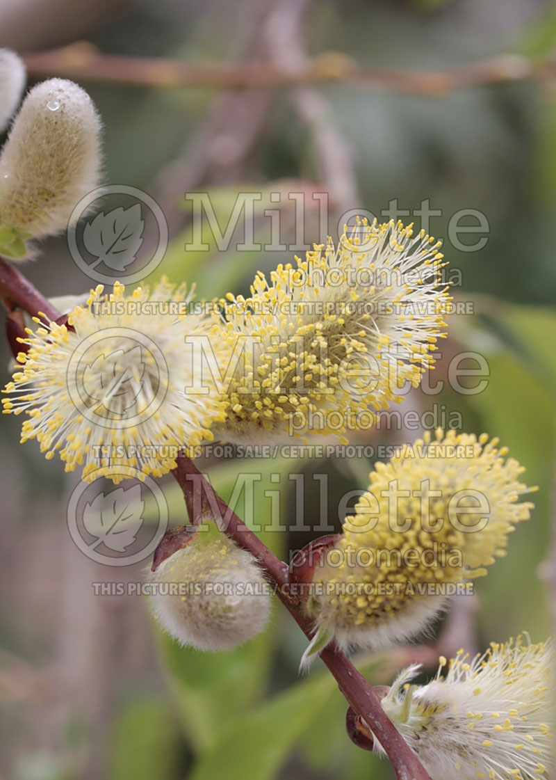 Salix Pendula or Kilmarnock (Willow)  5