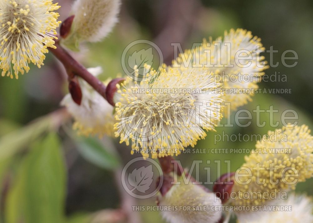 Salix Pendula or Kilmarnock (Willow)  6