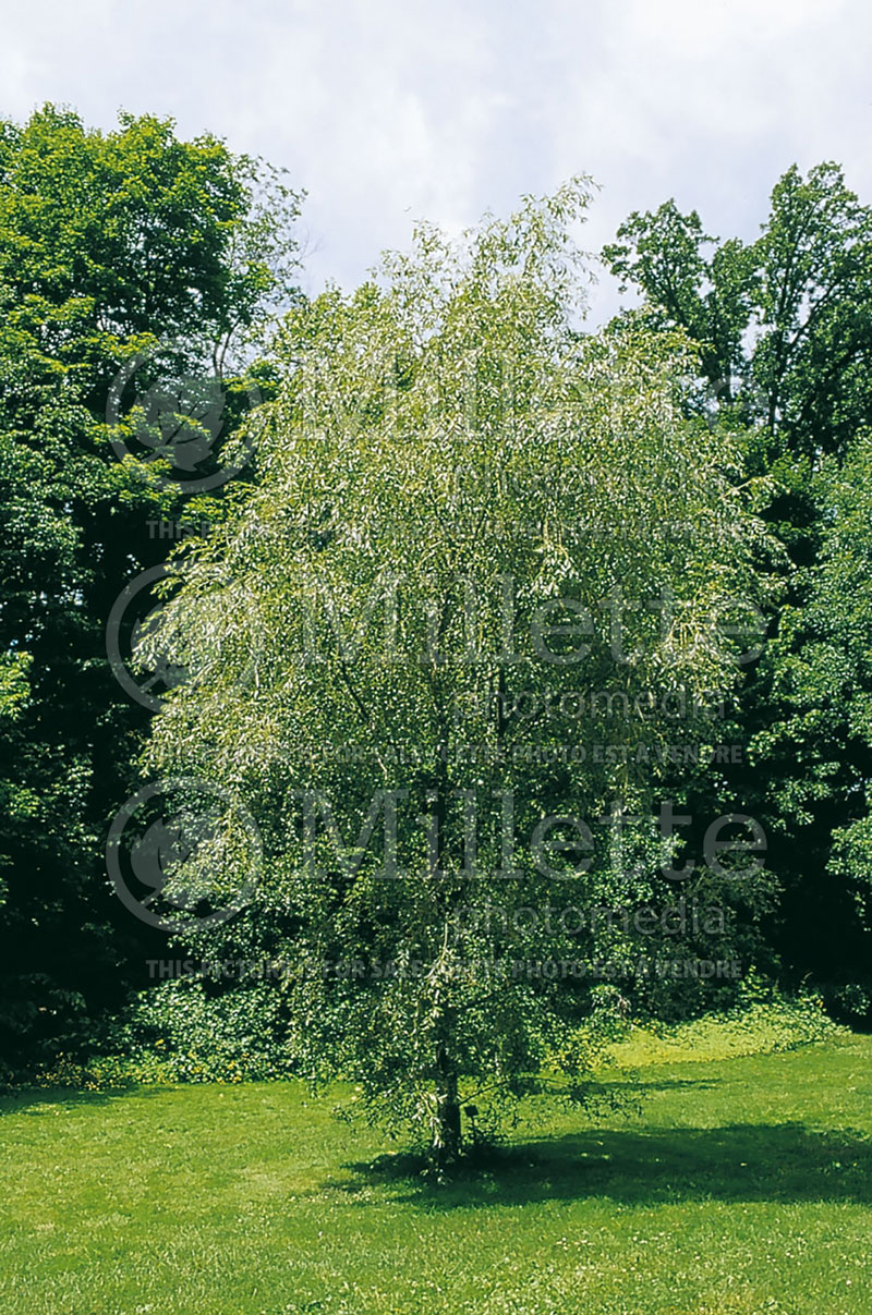 Salix Prairie Cascade (Willow) 1 