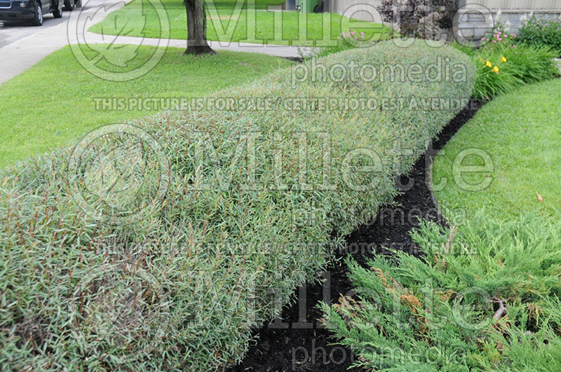 Salix Nana - hedge (Purple Osier Willow)  1