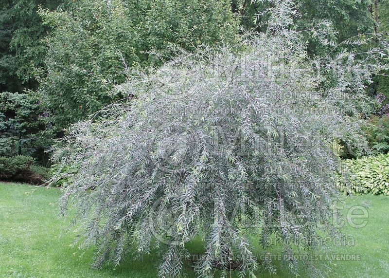 Salix Nana (Purple Osier Willow) 3