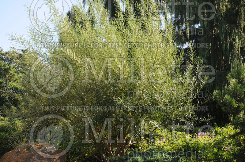 Salix rosmarinifolia (rosemary willowa) 1 