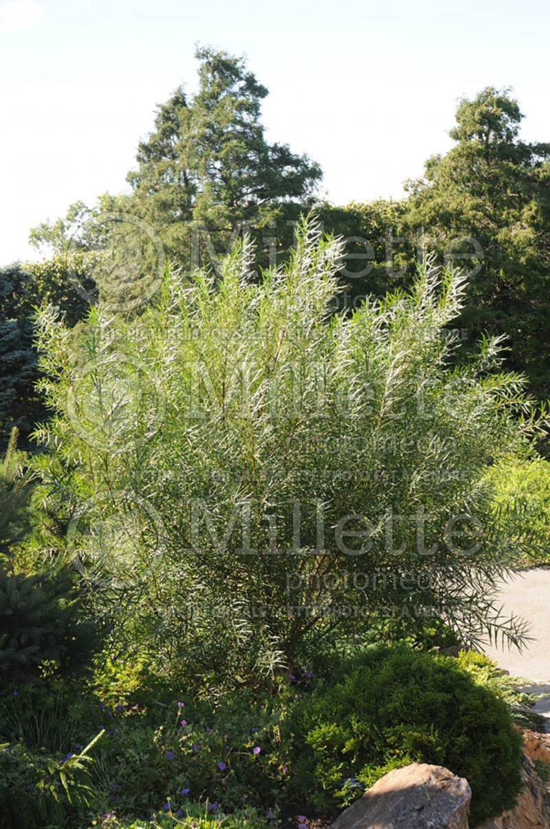 Salix rosmarinifolia (rosemary willowa) 2 