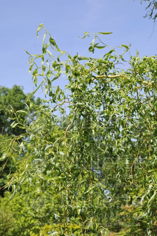 Salix Scarlet Curls (Weeping willow) 2 