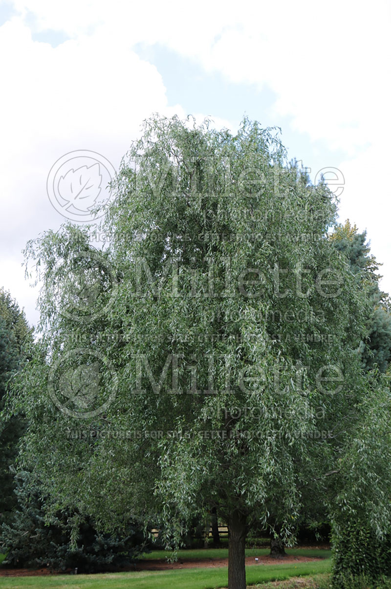 Salix Snake (Willow)  1