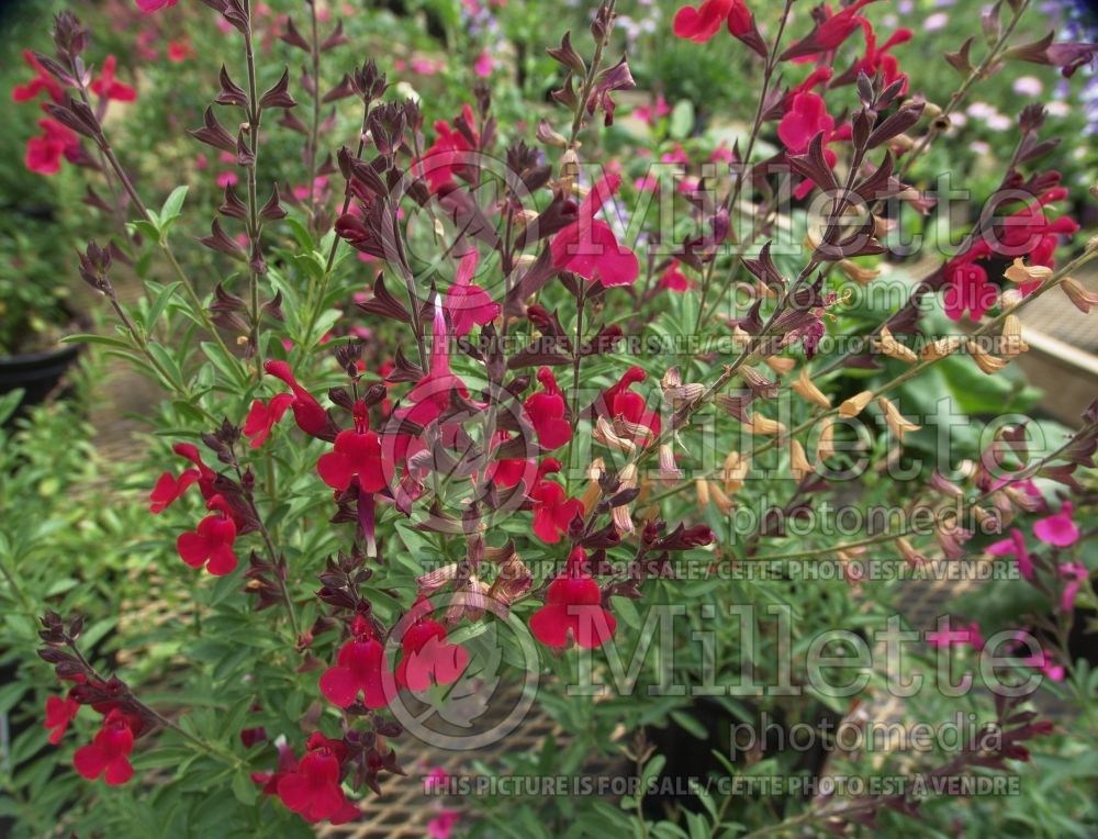 Salvia Furman's Red (Sage) 4  